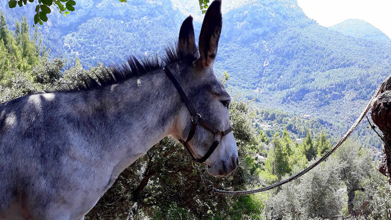 Donkey Trail - Experiencias Únicas - Essentially Mallorca